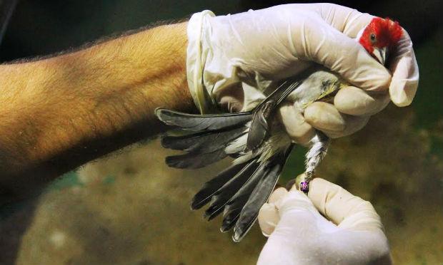 Pelo menos 56 aves repatriadas de SP para Pernambuco, em janeiro deste ano, estão no grupo de soltura / Foto: Divulgação