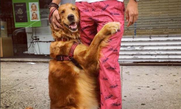 Louboutina é uma golden retriever que adora distribuir abraços pelas ruas de Nova York / Foto: Reprodução/Instagram