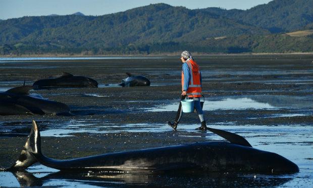 No total, 666 baleias encalharam na sexta-feira (10) e sábado (11) em Farewell Spit.  / Foto: MARTY MELVILLE / AFP