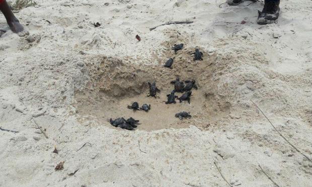 Cem filhotes de tartarugas marinhas nascem em praia do Grande Recife