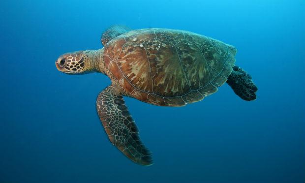Espécies raras de tartarugas são devolvidas ao mar no Rio