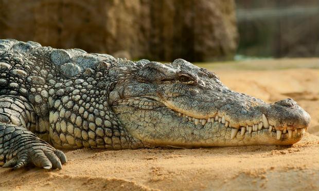 Este seria o terceiro caso de ataque de crocodilo na Austrália este ano. / Foto: Pixabay