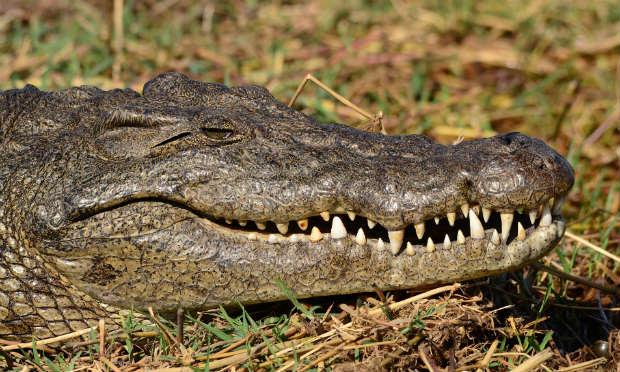 Os ataques de crocodilos são frequentes no rio Zambeze, em Moçambique. / Foto: Pixabay