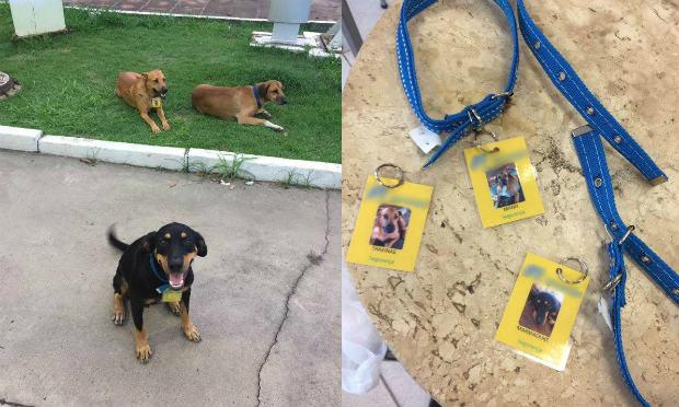 Cachorrinhos foram adotados após o fechamento de um posto e abertura de outro em São Leopoldo (RS) / Foto: reprodução/Facebook
