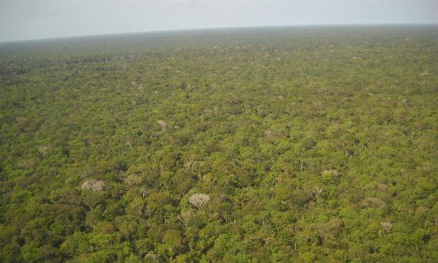 Segundo imagens de satélite do Inpe, a floresta perdeu cerca de 800 mil hectares de mata em 2016. / Foto: Pixabay
