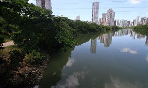 No Rio Capibaribe, os animais costumam ficar nas áreas que possuem vegetação