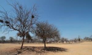 A desertificação já atingiu 75 mil km² do Sertão